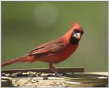 leroy-northern_cardinal_male-by_tom_black-s160.jpg