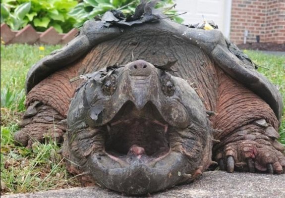 snapper.jpg