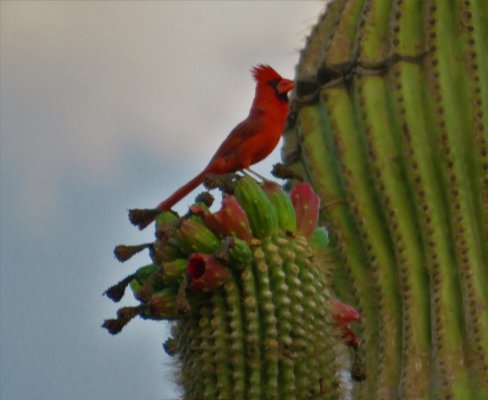 cardinals cactus.jpg