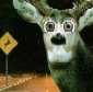Deer in the Headlights.jpg